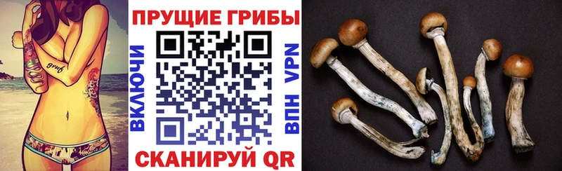 Галлюциногенные грибы Psilocybe Артёмовский